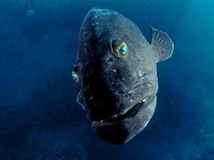 Jak fotografovat pod vodou?