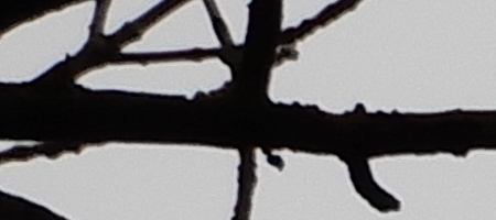 Nikon Coolpix A900: 4K do kapsy