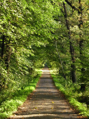 BenQ DC T1260: přítel citlivé peněženky