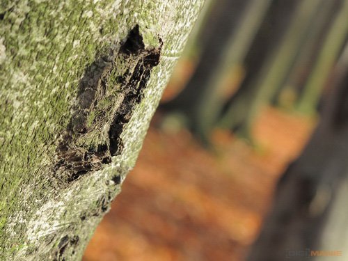 Canon PowerShot G11: géčko, o jakém jsme snili