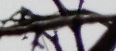 Nikon Coolpix A900: 4K do kapsy