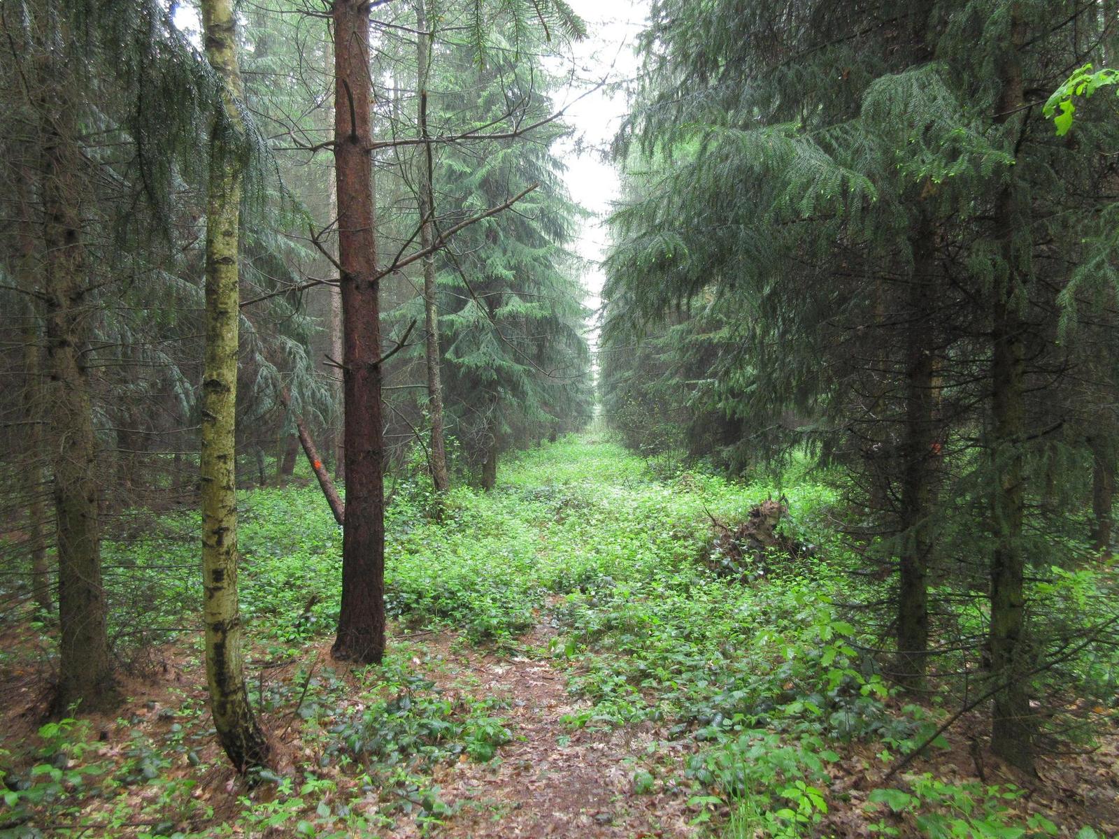 Canon IXUS 285 HS: kamarád do kabelky