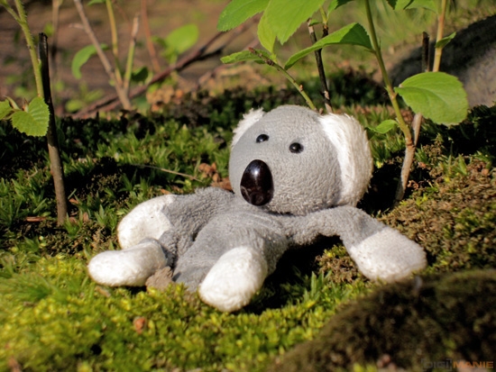 Fotíme s Koalou: Protisvětlo, HDR a odrazné... cokoli