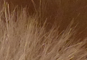 Panasonic Lumix FZ200: ultrazoomové překvapení roku