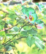 Úpravy digitální fotografie IV: Práce s křivkami