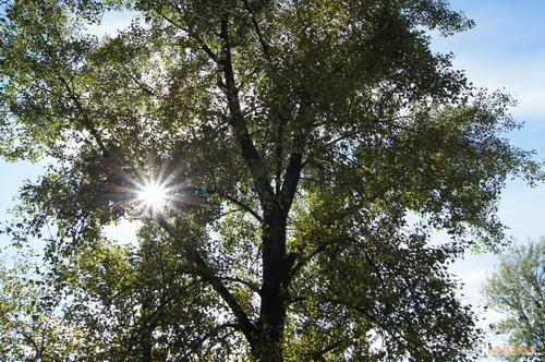 Sony SAL-1855 (DT 18-55mm F3,5-5,6 SAM)