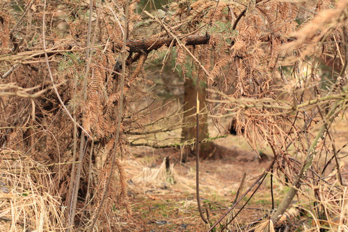 Srovnávací test pevných 50mm objektivů