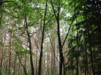 Sony Cyber-shot DSC-P200: Půlkruhová sedmička