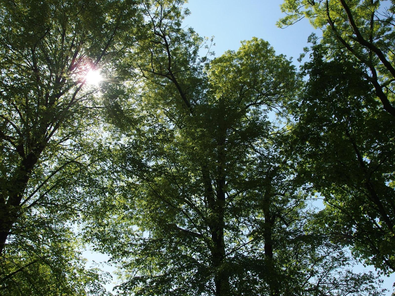 Olympus Stylus XZ-2: jednoduše skvělý