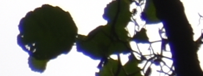 Tamron 16-300mm f/3.5-6.3 Di II VC PZD Macro