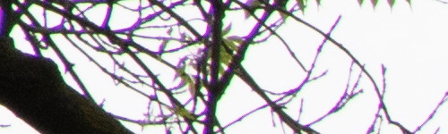 Canon RF 24-105mm f/4 L IS USM