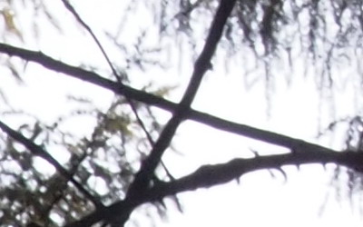 Olympus M.Zuiko Digital 14-150 mm F4-5,6