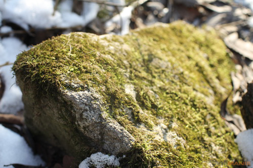 Canon EF 35mm f/1.4L USM