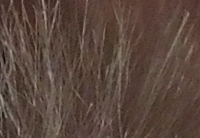 Olympus PEN E-PL5: s výkonnějším srdcem