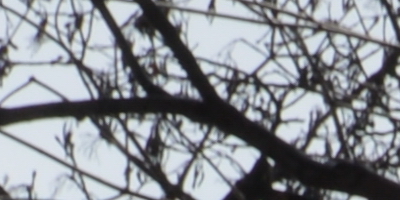 Nikon AF-S NIKKOR DX 55-300mm 1:4.5-5.6G ED VR