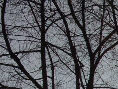 Sigma DP2: otestovali jsme Foveon!