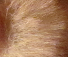 Canon PowerShot SX1 IS vs. SX10 IS: souboj CMOS a CCD