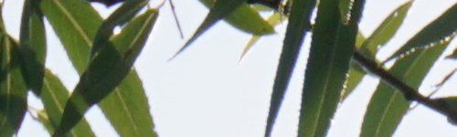 Sony E 55-210mm F4.5-6.3 OSS (SEL55210)