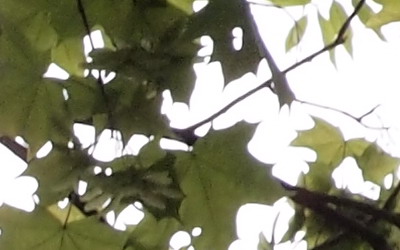 Olympus M.Zuiko Digital 40-150 mm F4-5,6 + nová R verze