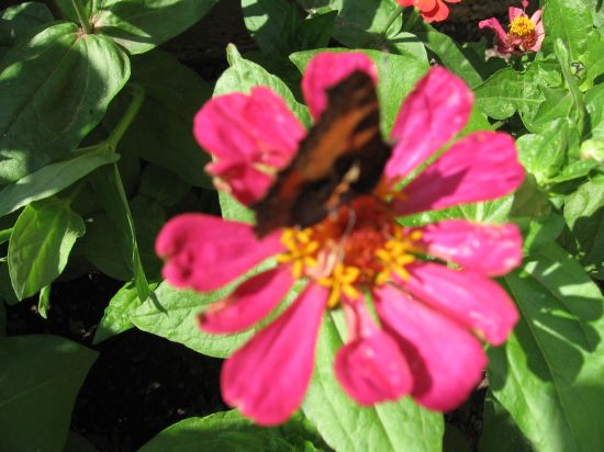 Tipy a Triky nejen pro začátečníky, díl 4. - Fotíme motýla