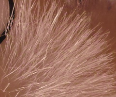 Sigma DP2: otestovali jsme Foveon!