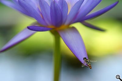 Tipy a triky nejen pro začátečníky, díl 12. - Fotografujeme květiny