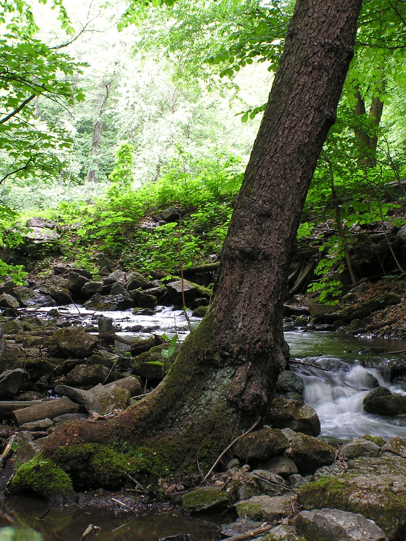 Olympus C-740 Ultra Zoom: fotoaparát s rodokmenem