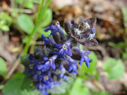 Sony Cyber-shot HX5: pan téměř dokonalý