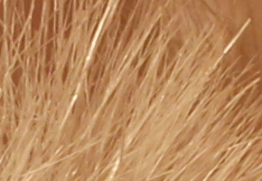 Canon EOS 60D: na pomezí dvou světů