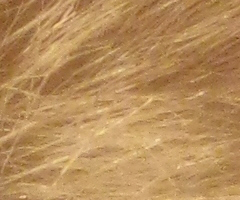 Canon PowerShot A1000 IS: ve stínu předchůdce