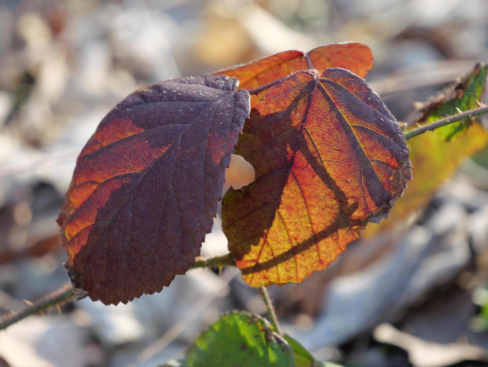 Panasonic Lumix GH6: s revolučním snímačem