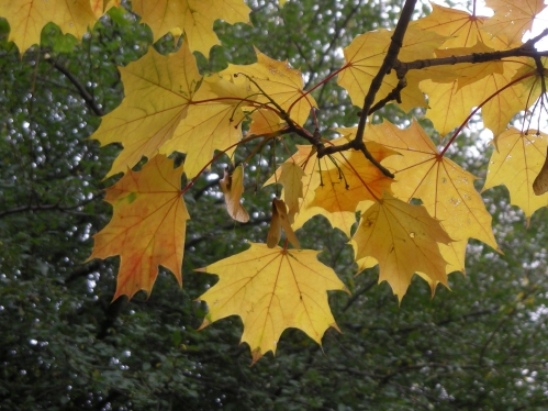 Nikon Coolpix S500: malý, ale výkonný