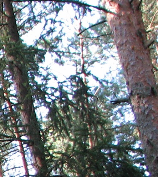 Canon PowerShot S2 IS: dvanáctinásobné oko Canonovo