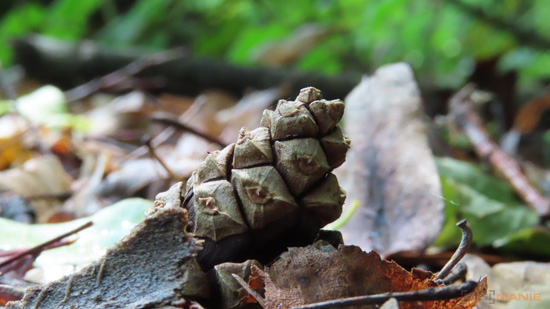 5 tipů pro lepší makro fotky kompaktem a ultrazoomem