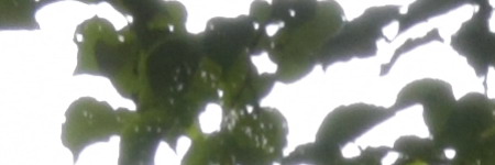 Nikon AF-S DX NIKKOR 55-200mm f/4-5.6G IF-ED VR