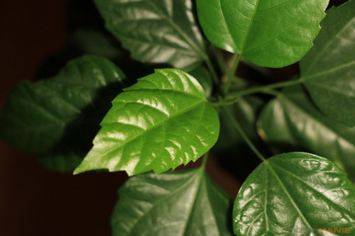 Samyang 35mm F1.4 AS UMC (pro Canon)