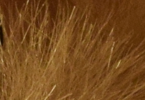 Nikon D5300: bezdrátový DSLR turista