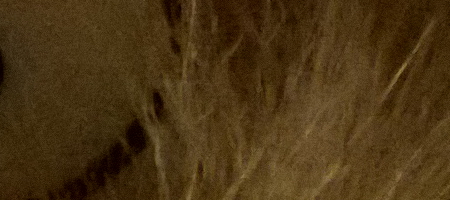 Nokia Lumia 1020 vs. 808 PureView