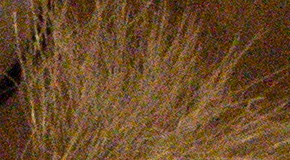 Nikon D7200: přesvědčivé zrcadlo