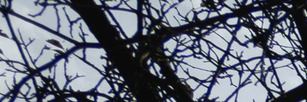 Panasonic Leica Summilux DG 9mm f/1.7 ASPH.