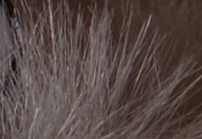 Nikon D600: vynikající vstup do světa full frame