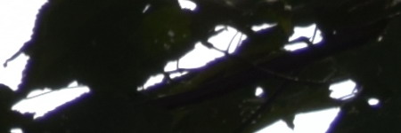 Nikon AF-S DX NIKKOR 55-200mm f/4-5.6G IF-ED VR