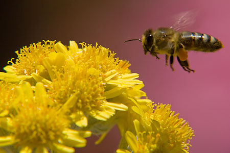 Jaký fotoaparát? – 2. díl: kategorie II