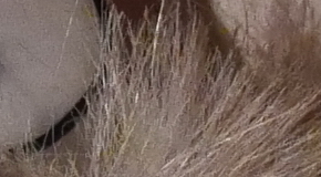 Panasonic Lumix LX100: pozoruhodný profi kompakt