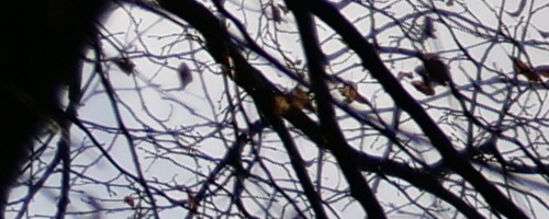 Panasonic Leica DG Vario-Summilux 25-50mm F1.7 ASPH.