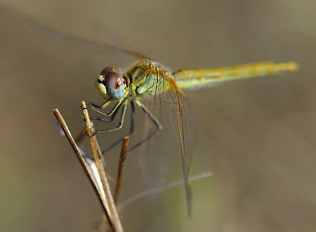Na hloubku ostrosti prakticky