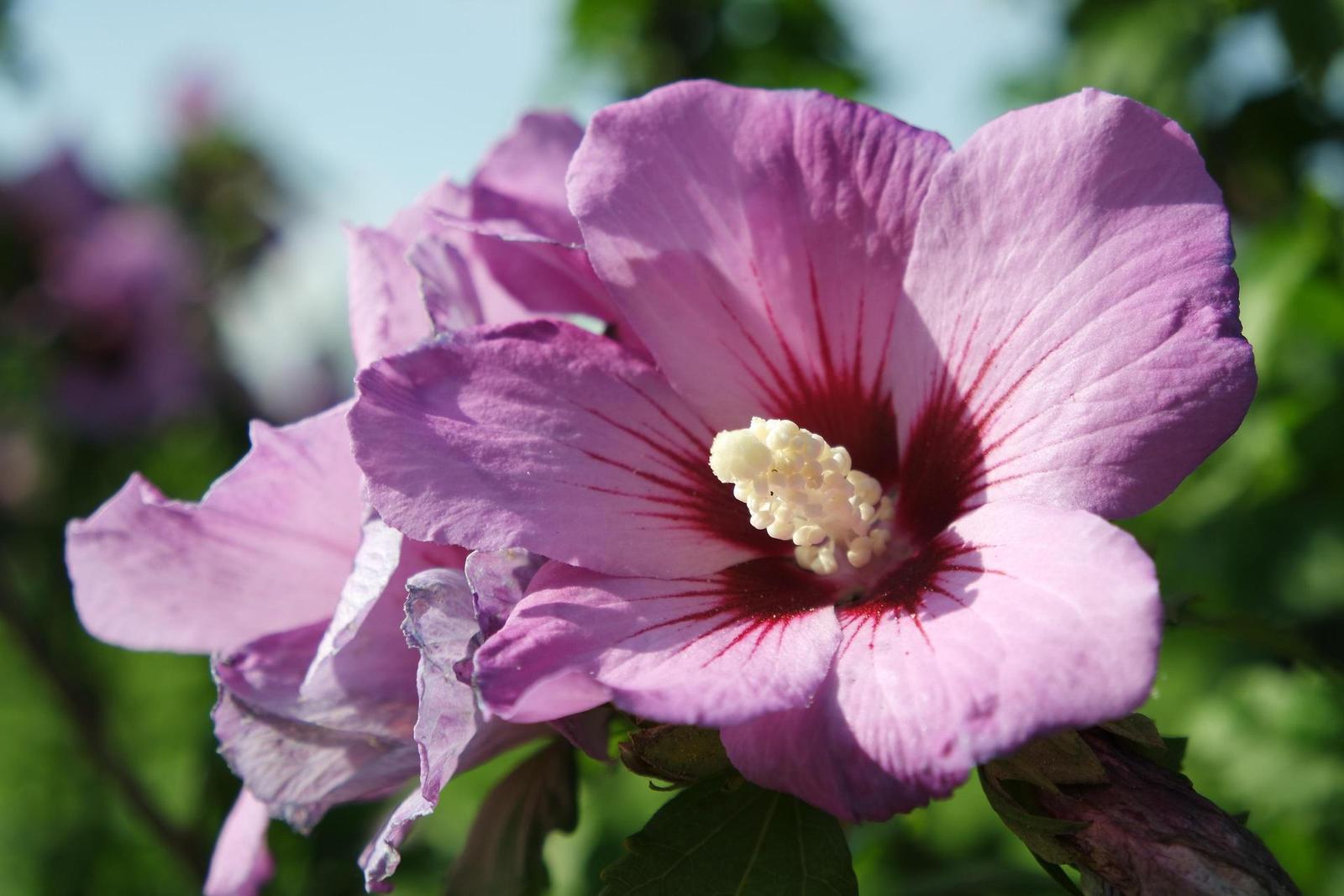 Samsung 16-50mm 1:3.5-5.6 ED OIS Power Zoom