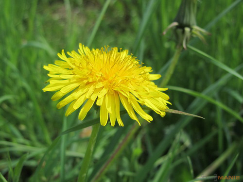 Canon PowerShot SX210 IS: s překvapivou zbraní