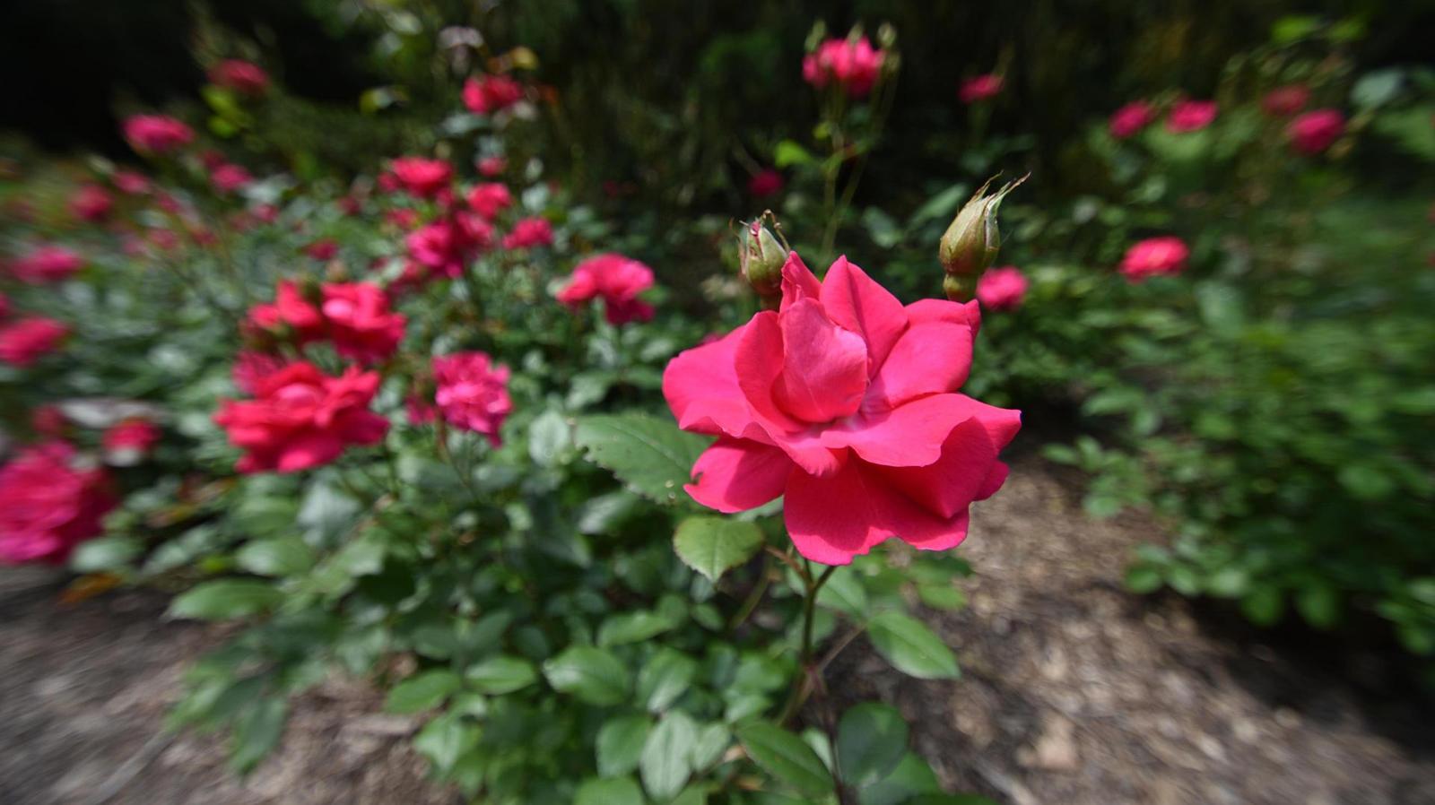 Tamron SP AF 10-24mm F3.5-4.5 Di II LD Aspherical IF