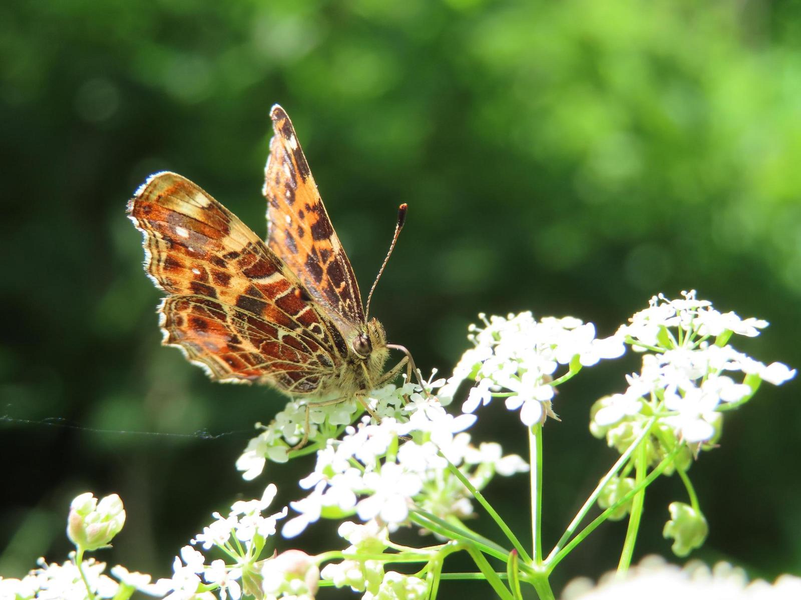 Canon PowerShot SX740 HS: bytelný univerzál